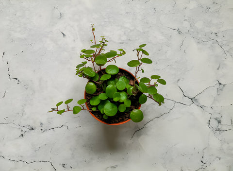 Peperomia Hope, How to Grow and Care for Peperomia Hope, Peperomia Hope Care Guide, Peperomia Hope Houseplant