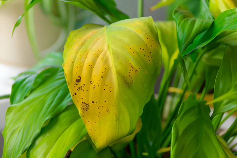 yellow leaves on houseplant, why do my houseplant leaves turn yellow, houseplant disease