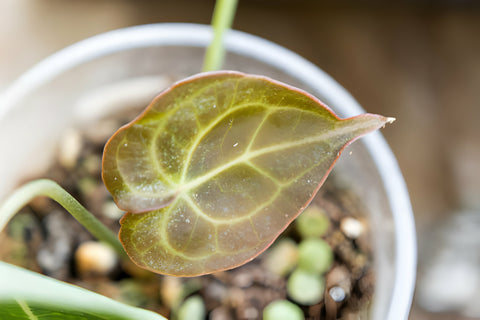 pests on houseplants, houseplant diseases, Drooping Leaves: A Sign of Trouble or a Natural Process?