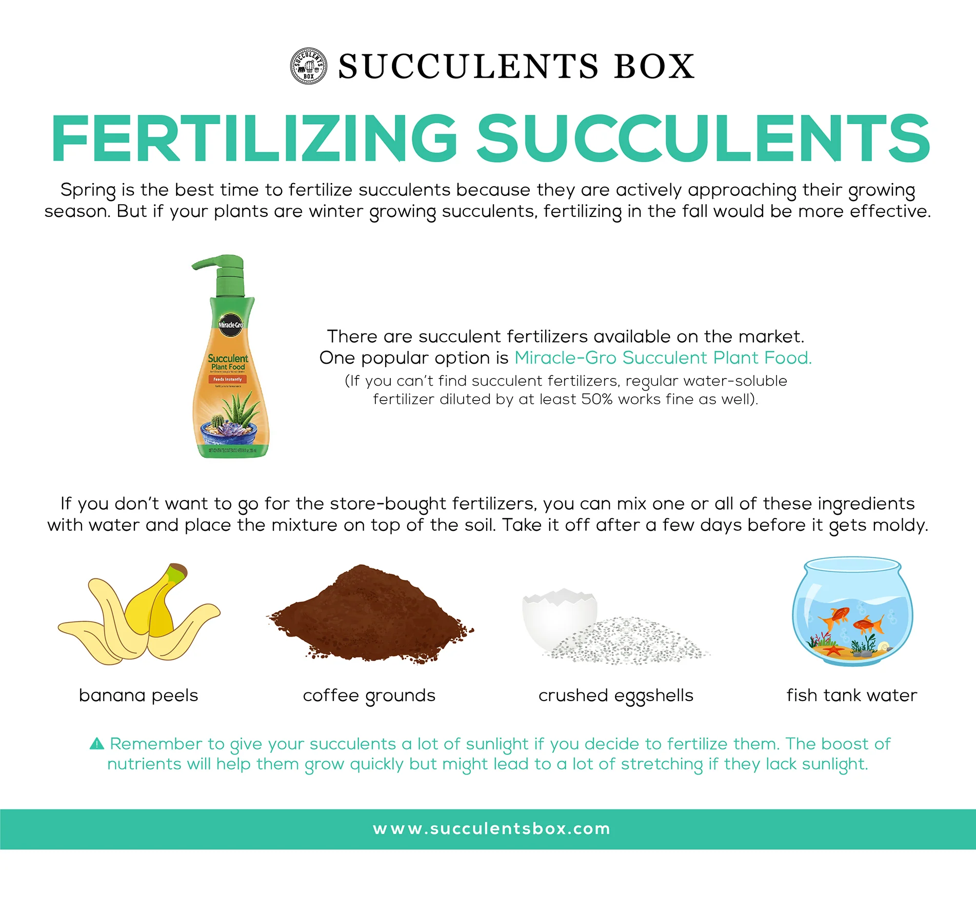 Fertilizers for Succulent