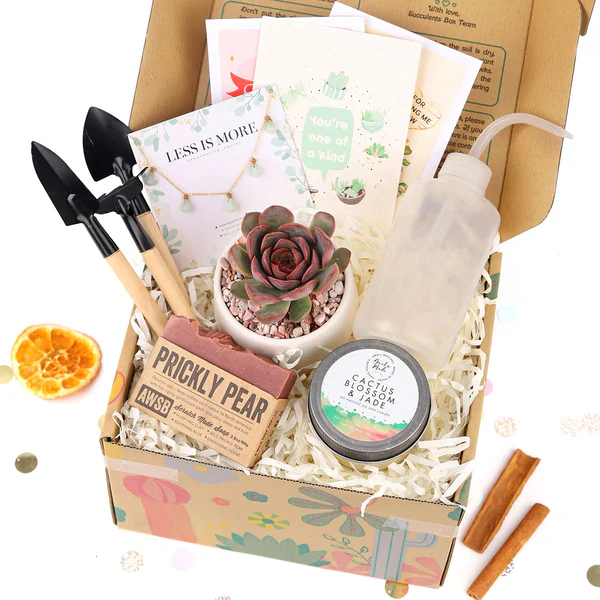 customizable succulent gift box