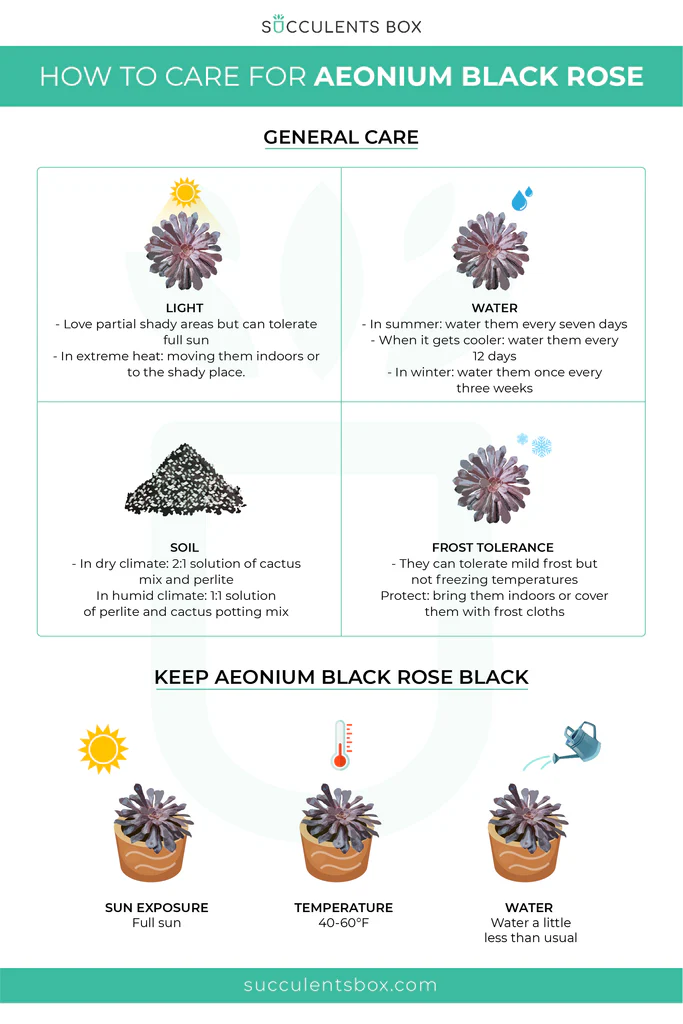 How to Grow and Care for Aeonium Black Rose Succulent