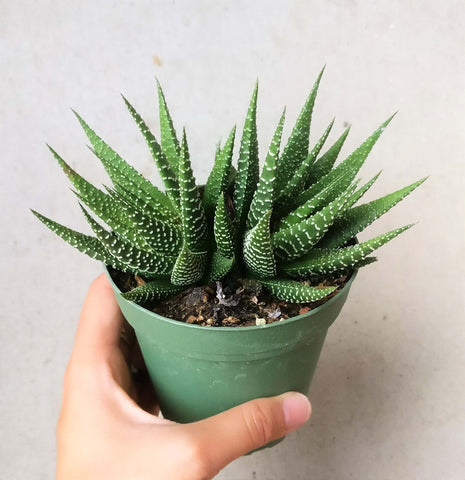 Toxic And Non Toxic Succulents For Pets Succulents Box