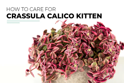 HOW TO GROW AND CARE FOR CRASSULA CALICO KITTEN PLANT