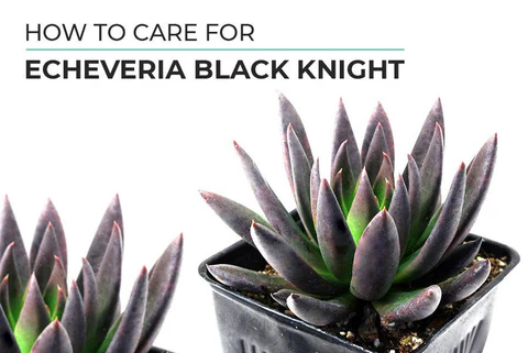 HOW TO GROW AND CARE FOR ECHEVERIA BLACK KNIGHT PLANT, How to care for Aeonium Arboreum Black Rose, Aeonium Black Rose indoors care guide, Black Rose succulent turning green