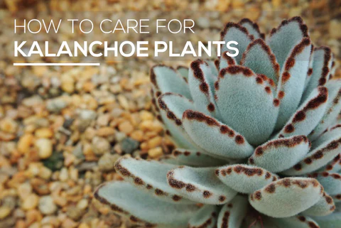 HOW TO GROW AND CARE FOR KALANCHOE PLANTS