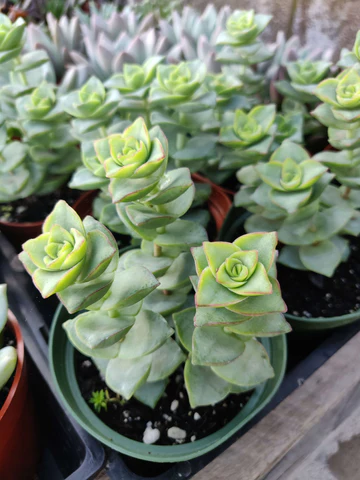 Types of vertical succulents, crassula types, succulent types, succulent care, succulent soil, succulent for sale, succulent plant, plant delivery, succulent studios, succulent delivery, bloomscapes, succulent seeds