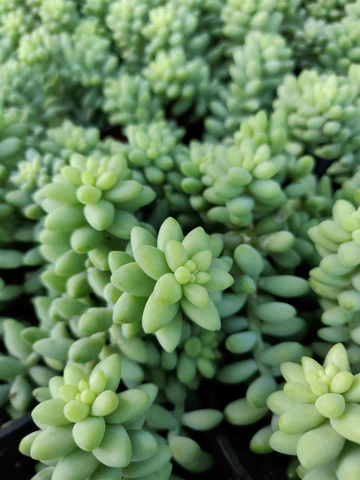 Sedum Burrito Donkey's Tail Succulent, How to grow Donkey Tail Succulent Plant, succulent types, succulent care, succulent soil, succulent for sale, succulent plant, plant delivery, succulent studios, succulent delivery, bloomscapes, succulent seeds 