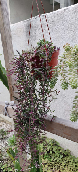 Othonna capensis Ruby Necklace Hanging Succulent Plant, How to care for Ruby Necklace Succulent, succulent types, succulent care, succulent soil, succulent for sale, succulent plant, plant delivery, succulent studios, succulent delivery, bloomscapes, succulent seeds