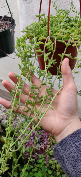 Senecio String of Dolphins Hanging Succulent, How to care for Senecio String of Dolphins Plant, succulent types, succulent care, succulent soil, succulent for sale, succulent plant, plant delivery, succulent studios, succulent delivery, bloomscapes, succulent seeds