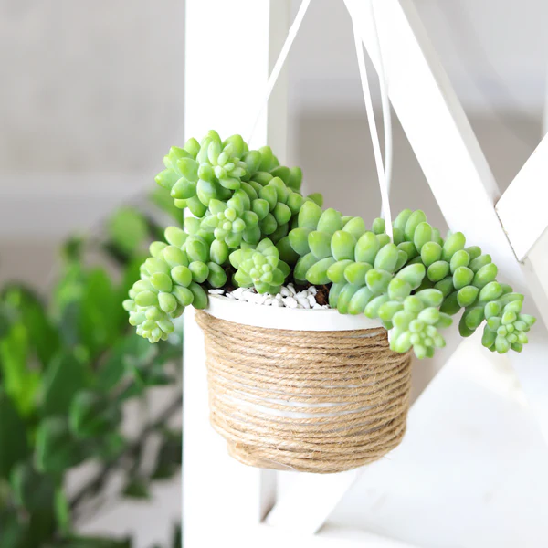 Why are succulents trendy, Succulents live longer