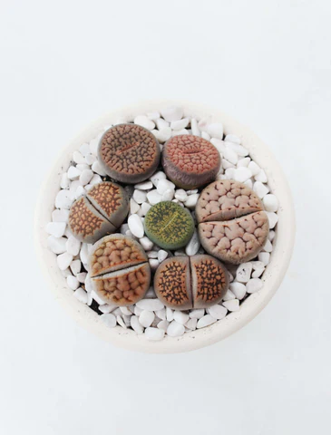 Lithops Living Stones Succulent Plant, Types of succulent plants, succulent types, succulent care, succulent soil, succulent for sale, succulent plant, plant delivery, succulent studios, succulent delivery, bloomscapes, succulent seeds