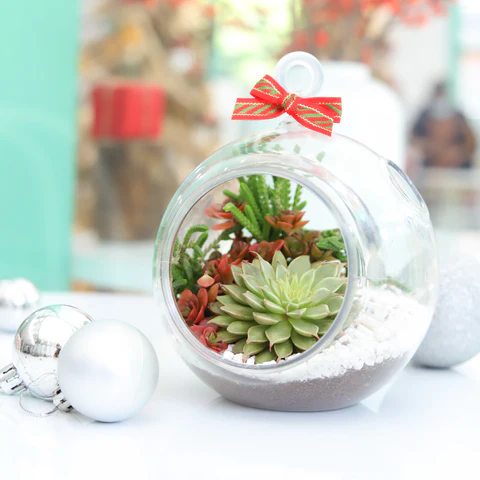 Succulents Box. Succulent Christmas Tree. Succulent decor idea. Christmas Decor Idea. Christmas Decoration. Home Decor. Succulent Arrangement