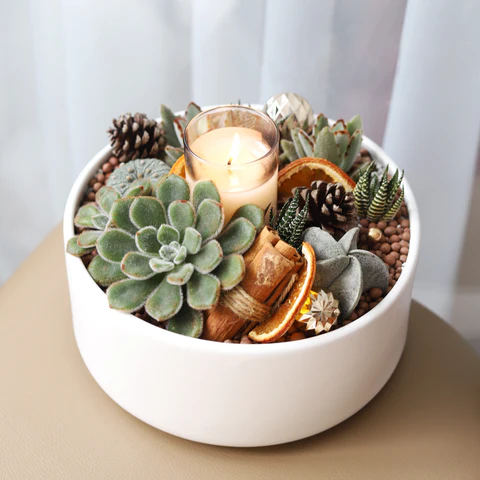 Succulents Box. Succulent Christmas Tree. Succulent decor idea. Christmas Decor Idea. Christmas Decoration. Home Decor. Succulent Arrangement