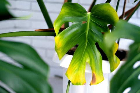 yellow leaves on houseplant, why do my houseplant leaves turn yellow?, houseplant disease, monstera deliciosa