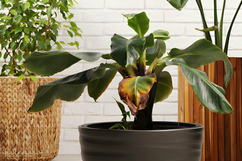 frost damaged houseplant, cold damaged indoor plant, signs and tips to treat frost damage houseplants