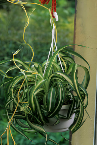 'Bonnie' Curly Spider Plant, How to Grow and Care for Bonnie Curly Spider Plant, Bonnie Curly Spider Plant Care Guide, Hanging Curly Spider Plant Bonnie