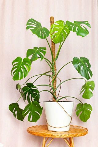 plant moss pole, totem pole for houseplant, Why should you use totem pole for houseplants, trailing plant on moss pole, monstera deliciosa on moss pole