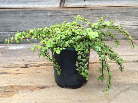 Variegated Elephant Bush Jade Succulent Plant, How to care for Variegated Elephant Bush Plant, succulent types, succulent care, succulent soil, succulent for sale, succulent plant, plant delivery, succulent studios, succulent delivery, bloomscapes, succulent seeds