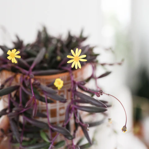 ruby necklace succulent, trailing succulent, string of rubies, succulents for beginners, easy care succulents, ruby necklace succulents care