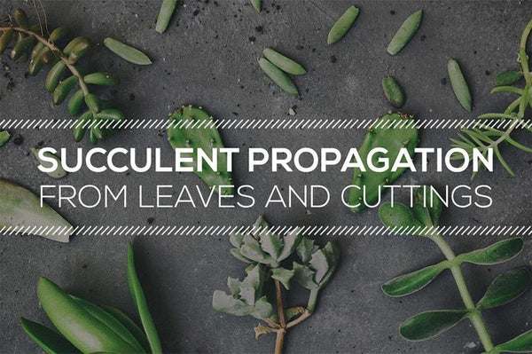  Tips on Succulent Propagation from Leaves and Cuttings 