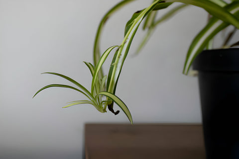 Spider Plant babies, spiderettes, spider plant pups, propagate spider plant by babies, How to Grow and Care 'Bonnie' Curly Spider Plant