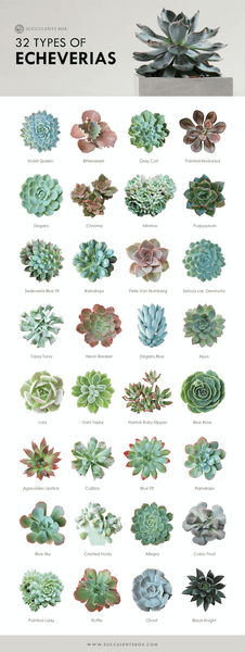 Toxic and Non-Toxic Succulents for Pets 