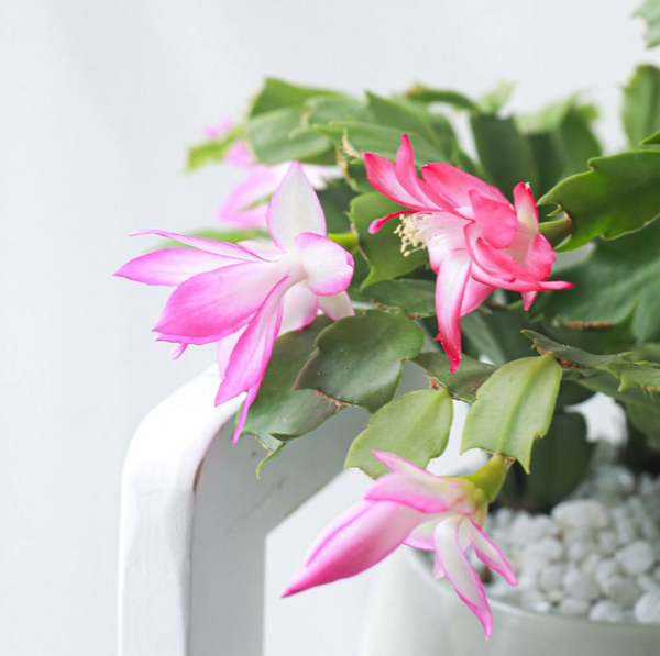 Christmas Cactus Care: Bloomin' Easy Secrets for Year-Round Beauty! 🌺 ...