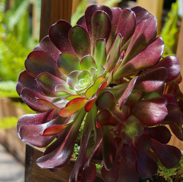HOW TO GROW AND CARE FOR AEONIUM PLANT | Succulents Box