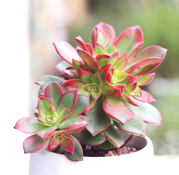 Succulent Lifespans and How to Extend Them