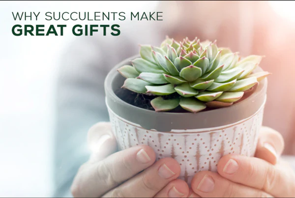 WHY SUCCULENTS MAKE GREAT GIFT