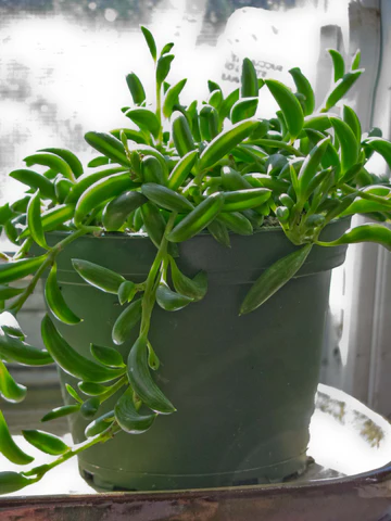 Senecio radicans String of Bananas Succulent Plant, Hanging Trailing Succulent Plant, How to care for String of Bananas Succulent, succulent types, succulent care, succulent soil, succulent for sale, succulent plant, plant delivery, succulent studios, succulent delivery, bloomscapes, succulent seeds