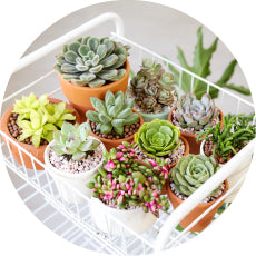 Cactus Flower 101: How to Make Cactus Bloom - Succulents Box