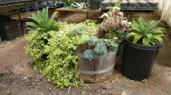 Types of creeping succulents, Sedum stonecrop succulents, Ground cover plants, succulent types, succulent care, succulent soil, succulent for sale, succulent plant, plant delivery, succulent studios, succulent delivery, bloomscapes, succulent seeds