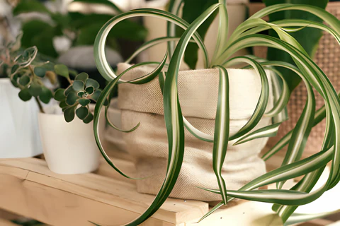 bonnie curly spider plant, spider plant, curly spider plant, How to Grow and Care for Bonnie Curly Spider Plant, Curly Spider Plant Bonnie Care Guide