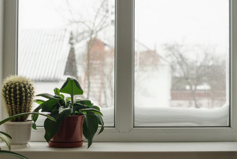 dormant in houseplant, houseplants in winter, how to care for houseplants during dormancy