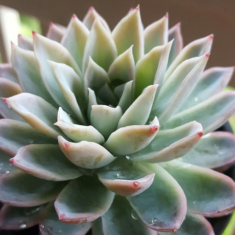 How to care for Echeveria Violet Queen - Succulents Box
