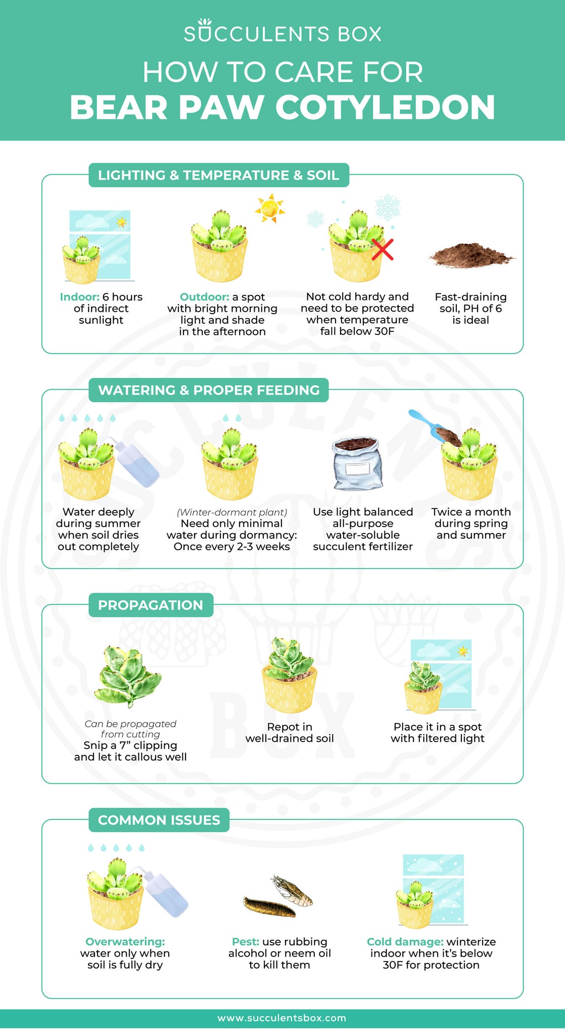 How to care for Cotyledon Bear's Paw. Bear Paw plant. Cotyledon Tomentosa. Infographic. Bear Paw succulent. Succulent plant. Houseplant
