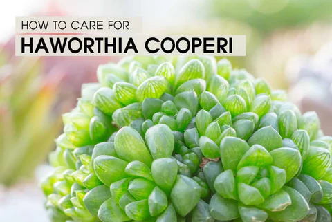 HOW TO GROW AND CARE FOR HAWORTHIA COOPERI PLANT