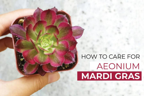 HOW TO GROW AND CARE FOR AEONIUM 'MARDI GRAS' PLANT, Bear paw succulent care indoor, Bear paw succulent leaves falling off, Bear paw succulent propagation, Bear's paw succulent care guide