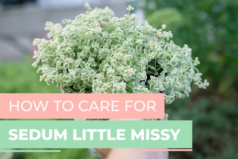 HOW TO CARE FOR SEDUM LITTLE MISSY