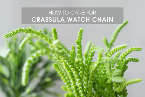 HOW TO GROW AND CARE FOR CRASSULA WATCH CHAIN PLANT