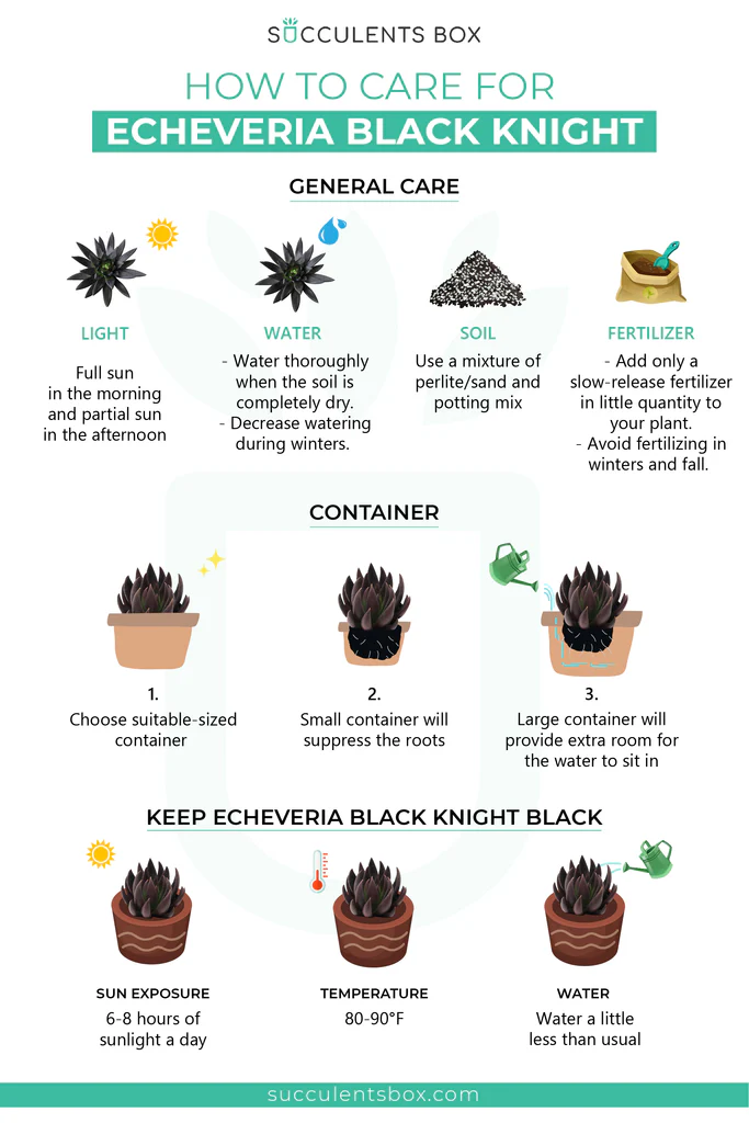 How to grow and care for Echeveria Black Knight plant