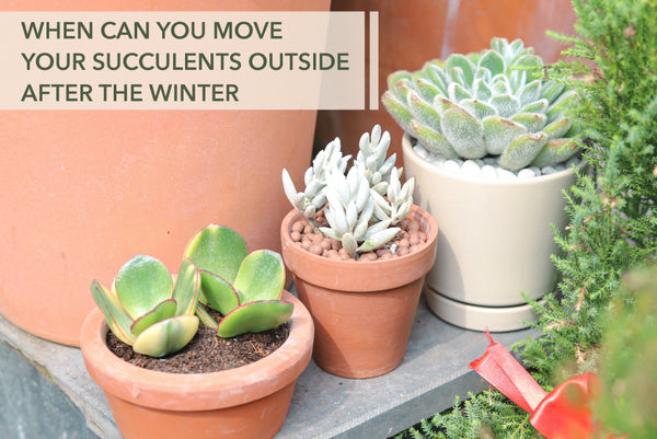When can you move your succulents outside after winter