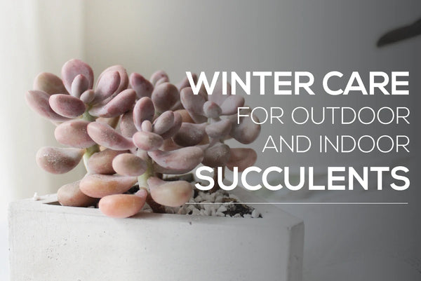 Winter care guide for succulent. Care tips for succulent in winter