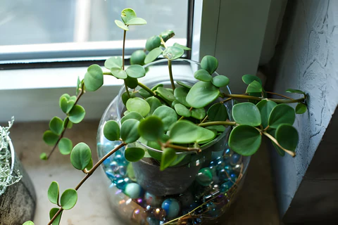 Peperomia Hope, Peperomia Hope Houseplant, How to Grow and Care for Peperomia Hope, Peperomia Hope Care Guide