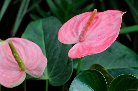 pink anthurium plant, How to Grow and Care for Anthurium Plant, Anthurium Plant Care Guide