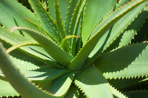 is agave poisonous to dogs