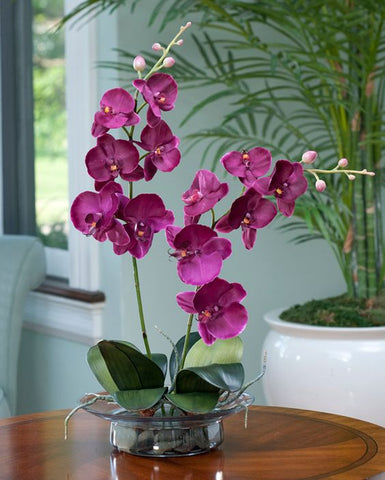 Purple Phalaenopsis Orchid, Should You Grown Orchid Plants in Water?, purple orchid plant, hydroponic orchid, grow orchid in glass vase