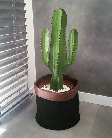 How to Cut Back and Root a Tall Cactus
